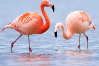 Mit eszik a flamingó?