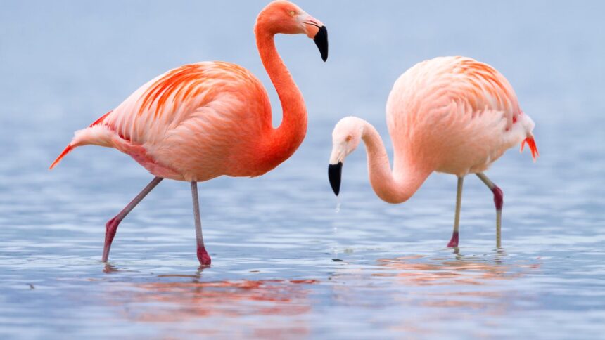 Mit eszik a flamingó?