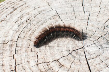 Mit eszik a gyapjaslepke lárvája?