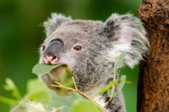 Mit eszik a koala?