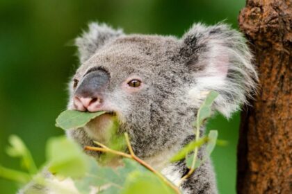 Mit eszik a koala?