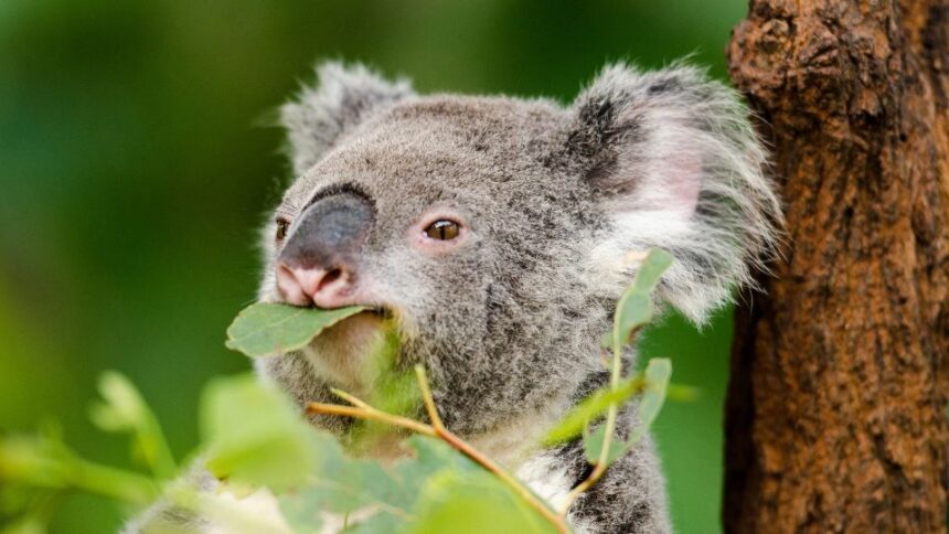 Mit eszik a koala?