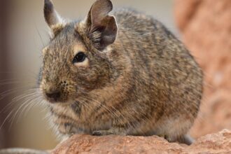 Mit eszik a degu?