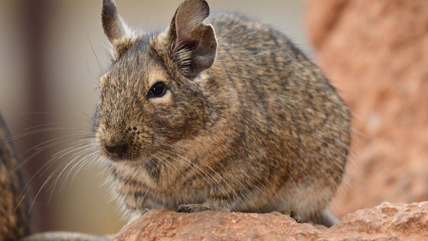 Mit eszik a degu?