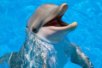 Mit eszik a delfin?