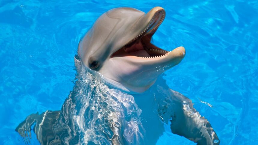 Mit eszik a delfin?