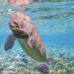 Mit eszik a dugong?