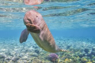 Mit eszik a dugong?