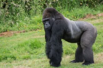 Mit eszik a gorilla?