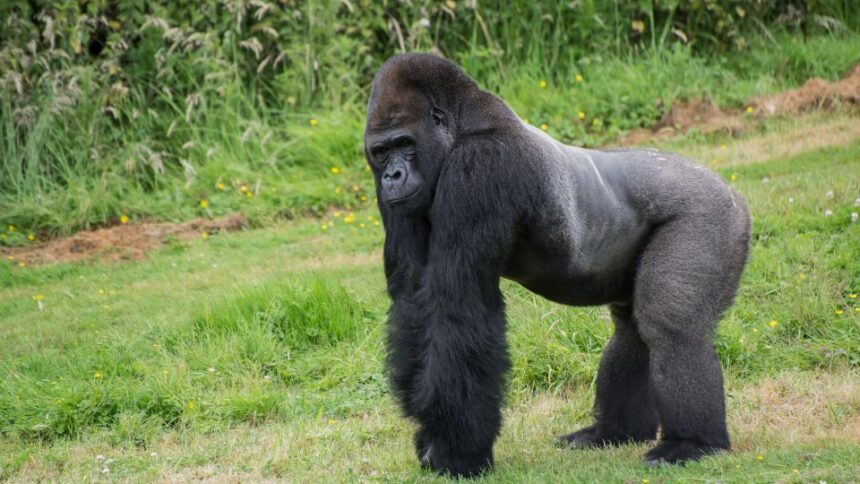 Mit eszik a gorilla?