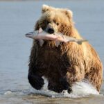 Mit eszik a grizzly?
