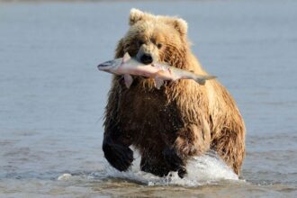 Mit eszik a grizzly?