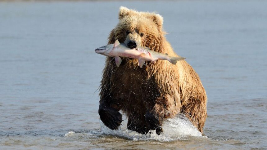 Mit eszik a grizzly?