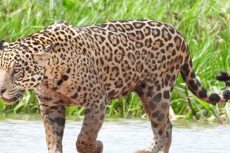 Mit eszik a jaguár?