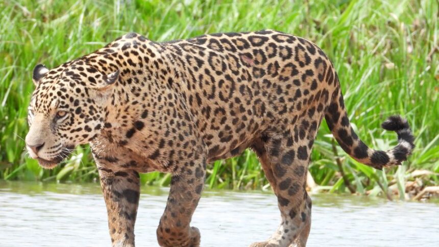 Mit eszik a jaguár?