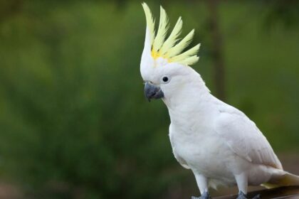 Mit eszik a kakadu?