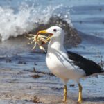 Mit eszik a királyalbatrosz?