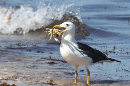 Mit eszik a királyalbatrosz?