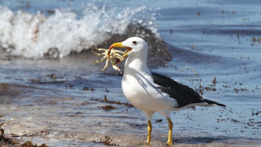 Mit eszik a királyalbatrosz?