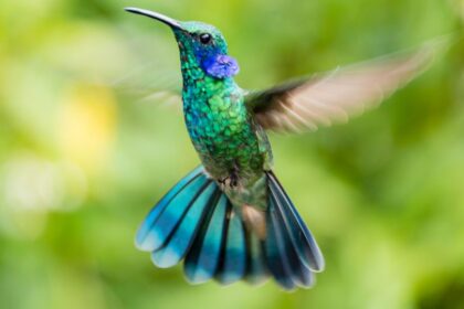 Mit eszik a kolibri?