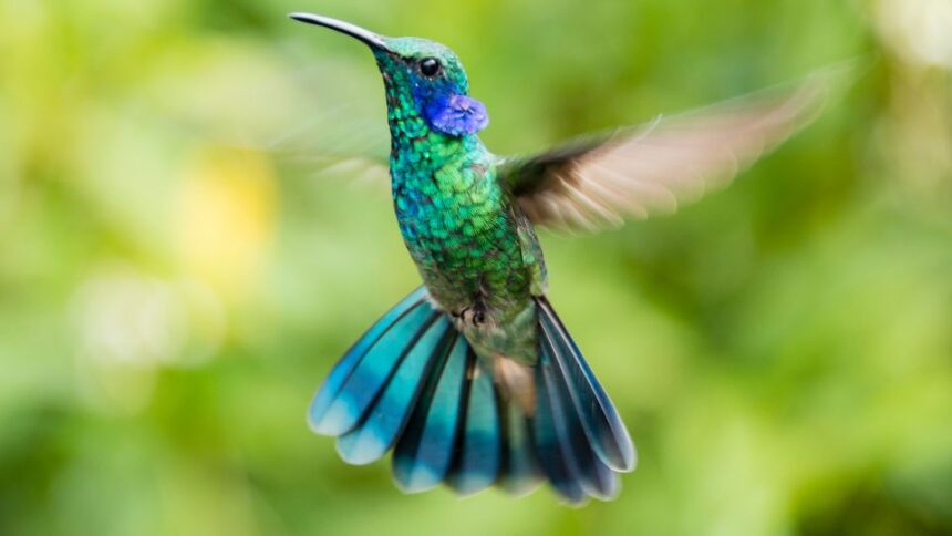 Mit eszik a kolibri?