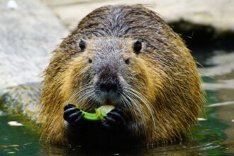 Mit eszik a nutria?