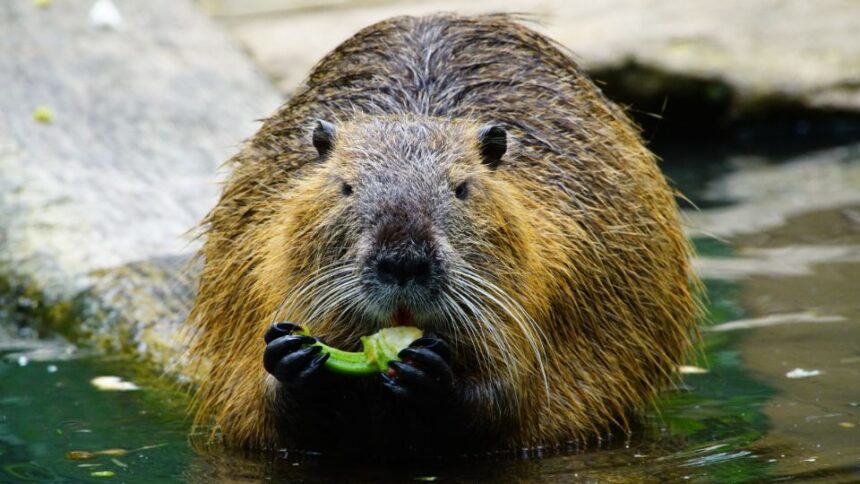 Mit eszik a nutria?