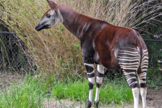 Mit eszik a okapi?