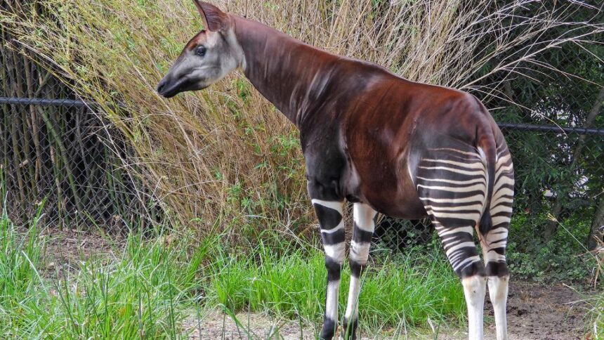 Mit eszik a okapi?