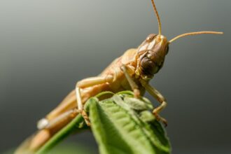 Mit eszik a sáska?
