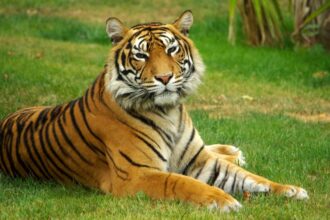 Mit eszik a tigris?