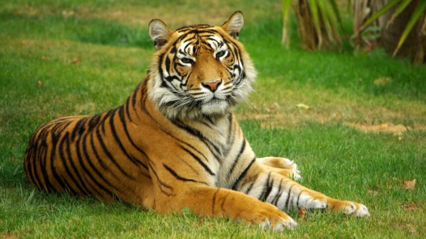 Mit eszik a tigris?
