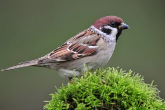 Mit eszik a veréb?
