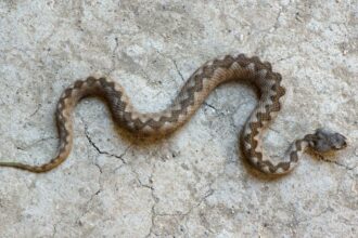 Mit eszik a vipera?
