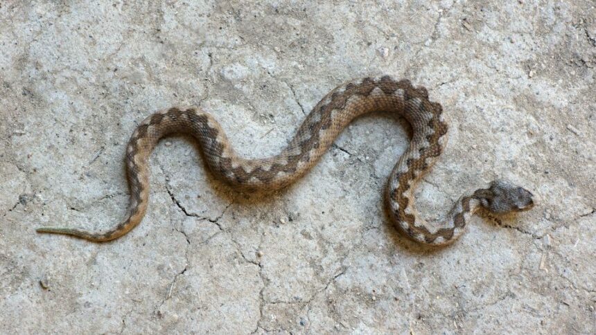 Mit eszik a vipera?
