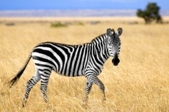 Mit eszik a zebra?