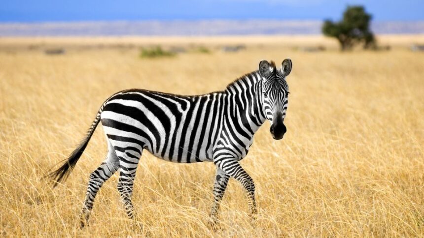 Mit eszik a zebra?