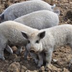 Mit eszik a mangalica?