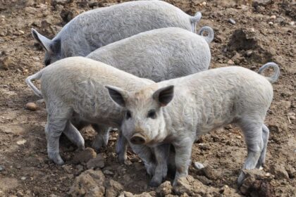 Mit eszik a mangalica?