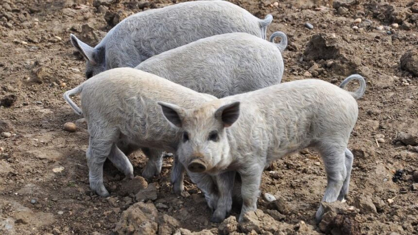 Mit eszik a mangalica?